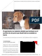 El Experimento Con Implantes Dentales Que Terminará Con El Sacrificio de Seis Perros Que Desató Todo Un Escándalo en Suecia - Publimetro Chile