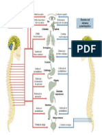 ORGANOS CON MOVIMIENTO VOLUNTARIO E INV.docx