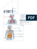 partes del cuerpo (corazón, pulmon y estómago).doc