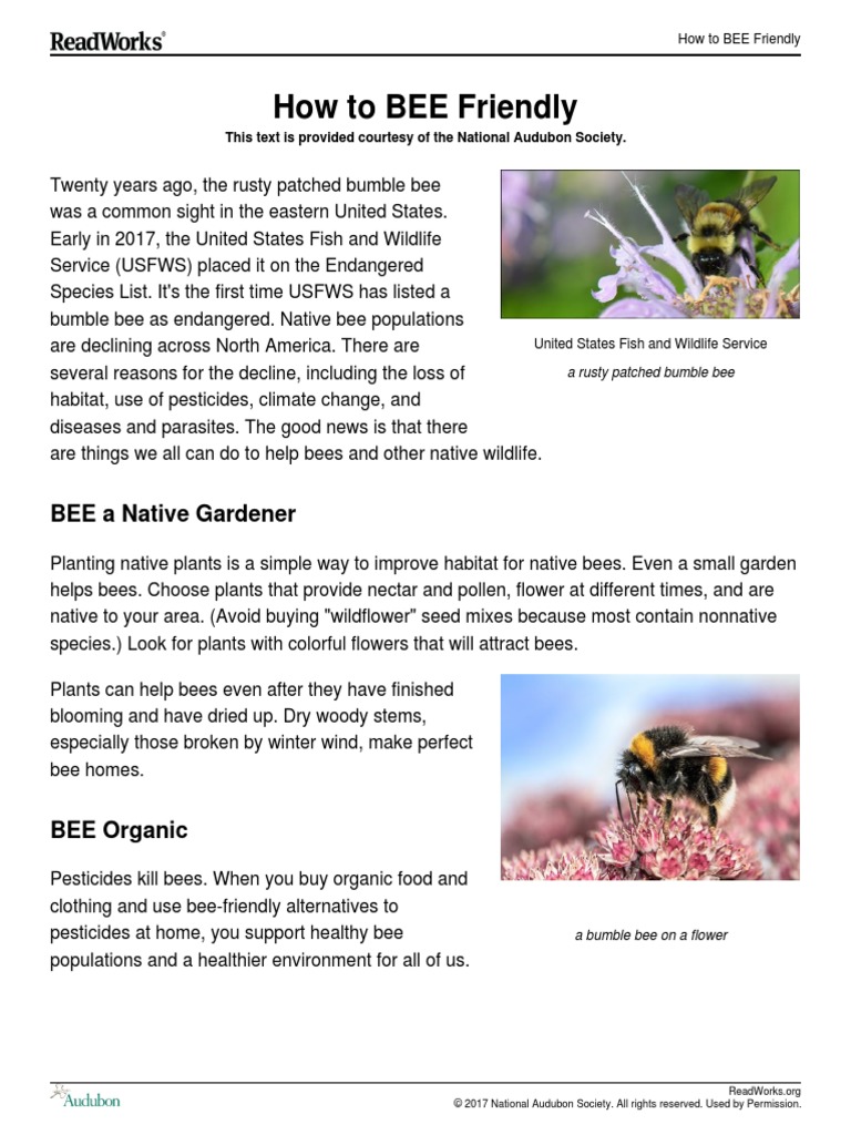 Howtobeefriendly Article 1000lexile | PDF | Bumblebee | Bees