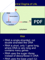 The Central Dogma of Life.: Replication