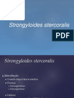 11.strongyloides Stercoralis