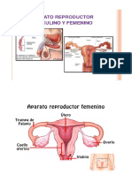 FICHA_CIENCIA_SISTEMA REPRODUCTOR.docx