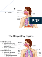 Sistem Respirasi