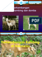 Perkembangan Kambing Di Indonesia