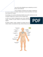 El Sistema Linfático y Sus Funciones