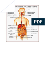 Sistema digestivo y sus partes.docx