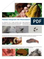 Mazorquero del cacao: Manejo integrado de la plaga que perfora las mazorcas