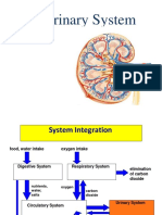 The Urinary System