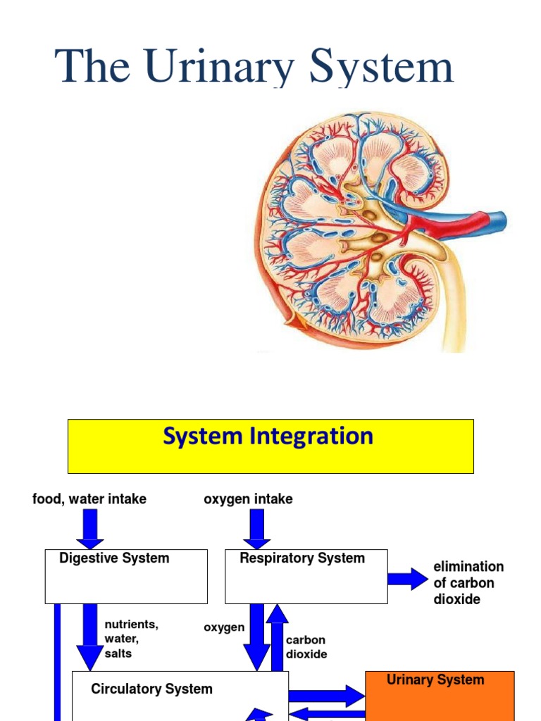 The Urinary System | PDF | Kidney | Genitourinary System