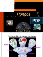 Hongos