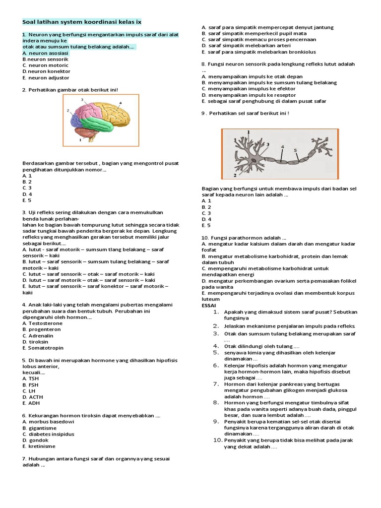 Soal Latihan System Koordinasi Kelas Ix Docx
