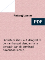 Padang Lamun