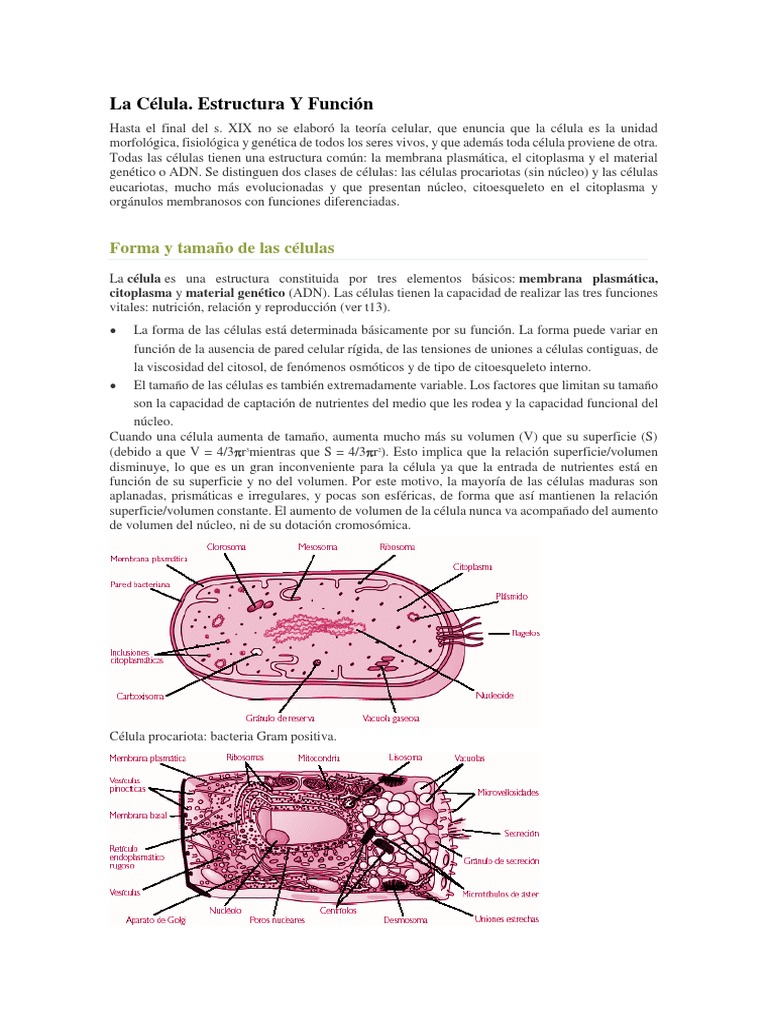 Morfoplasma en la Estructura Celular | PDF | Citoplasma | Biología Celular)