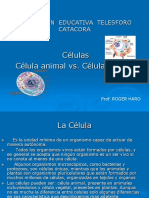 celulas-vegetal-y-animal.ppt