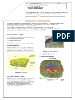 guia   sobre  tejidos  vegetales 2.docx