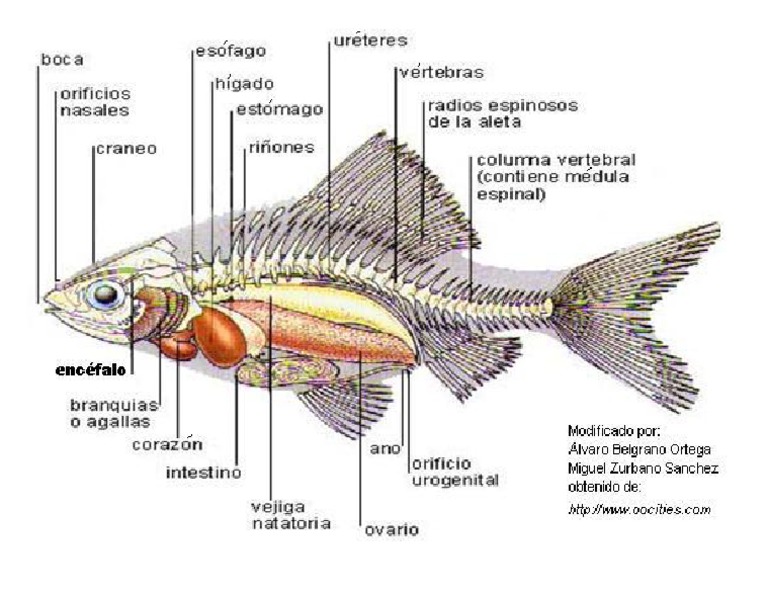 Pez y Sus Partes PDF