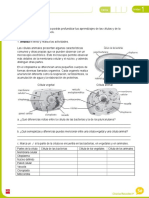 Ficha de La Celula y Sus Partes