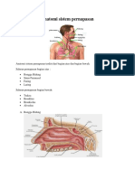 Anatomi sistem pernapasan.docx