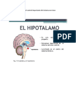 El Hipotalamo Centro de Control Importante Del Sistema Limbico