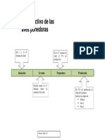 Ciclo Productivo Ponedoras