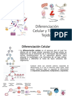 Diferenciación Celular y Tipos de Tejidos