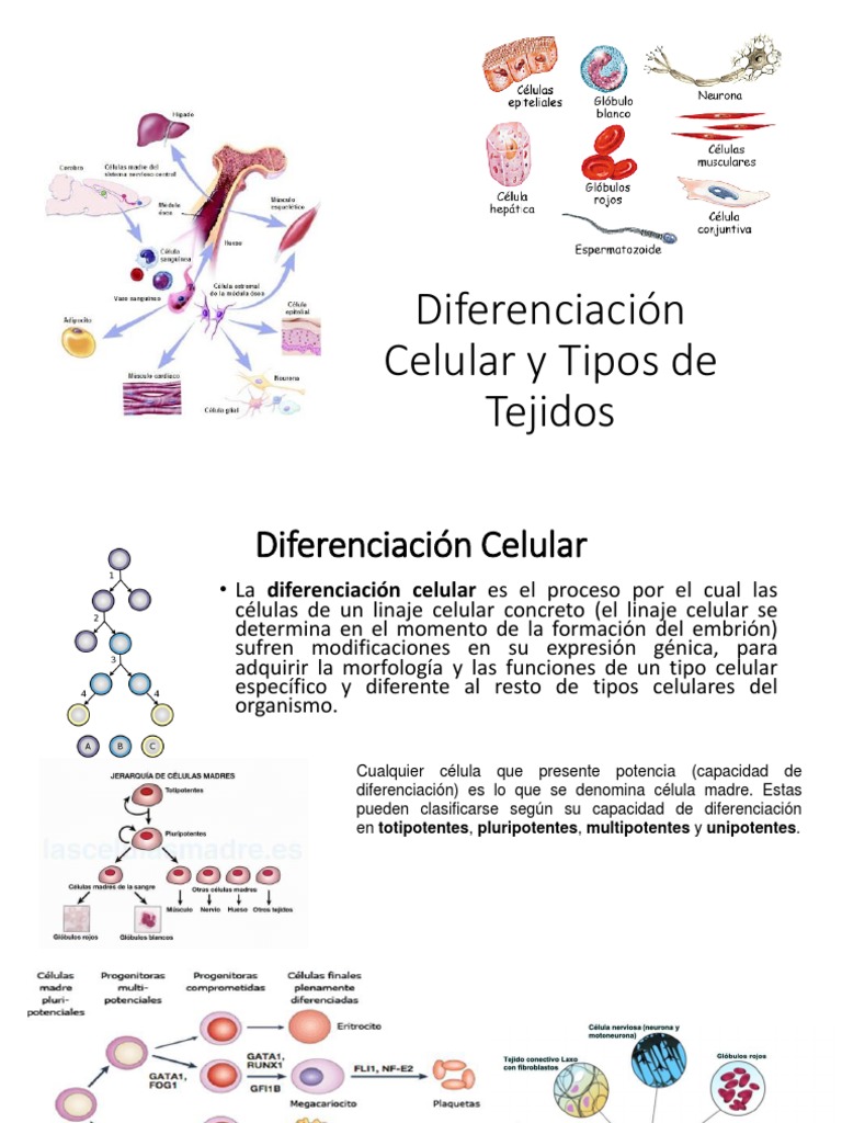 diferenciaci-n-celular-y-tipos-de-tejidos-pdf