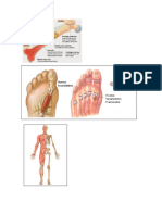 Anatomia