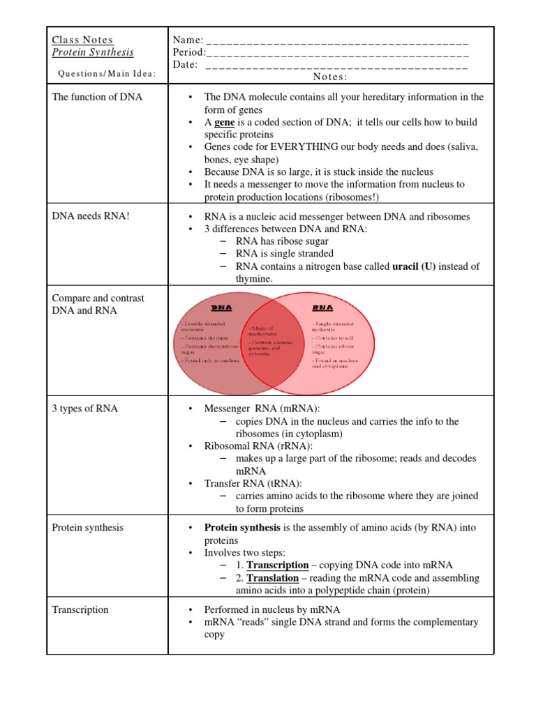Protein Synthesis: Class Notes Notes | PDF | Translation (Biology) | Rna