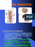 Sistema digestivo: Importancia y componentes