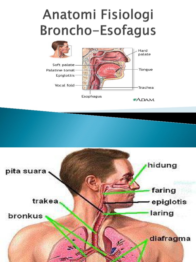 Anatomi Faring, Laring, dan Esofagus | PDF | Sains & Matematika
