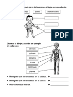 Partes Del Cuerpo Humano - Taller