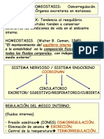 Homeostasis y órganos excretores