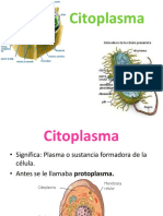 Citoplasma