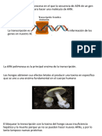 TRANSCRIPCION ADN - ARNm