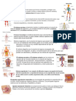 Todos Los Sistemas Del Ser Humano