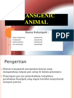 Transgenic Animal