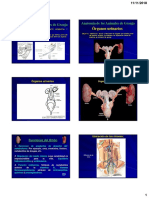 5 PPT Anatomia Renal 2018 Ii PDF