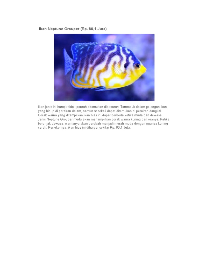 Ikan Neptune Grouper: Harga dan Ciri-ciri | PDF | Griya & Taman