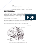 Anatomia Creierului 2