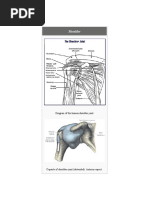 Anatomy PDF