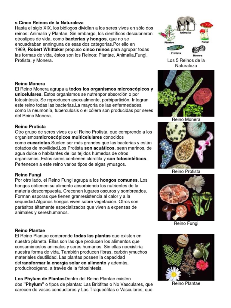 Cinco Reinos de La Naturaleza | PDF | Plantas | Hongo
