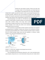 Anatomi Testis