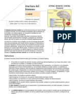 Sistema nervioso central.docx