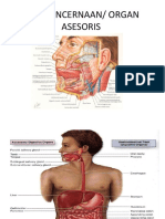 1.4.1.6 - Anatomi Alat Pencernaan PDF