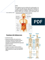 Función Del Sistema Digestivo