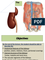 The Anatomy and Structure of The Kidney (39