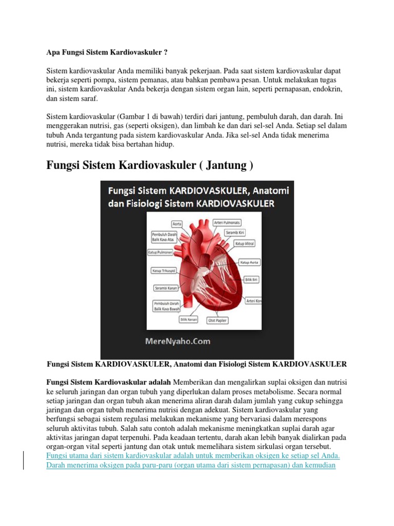 Apa Fungsi Sistem Kardiovaskuler PDF