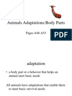 Animals Adaptations.ppt