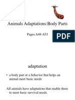 Animals Adaptations